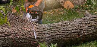 Best Tree Risk Assessment  in Cross City, FL